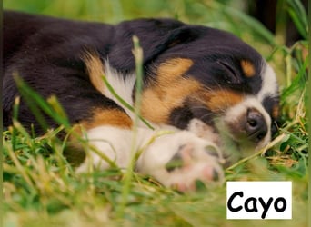 Appenzeller Sennenhund Welpen