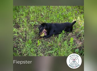 Fiepster: Sucht dringend lievolles Zuhause