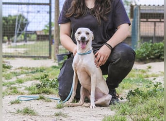 Enno, Mix Whippet / Podengo, lieb und sozial