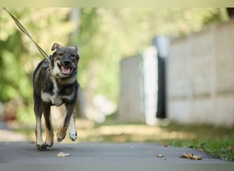 Mutiger RICHARD ist ein idealer Hund für eine Familie