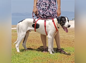 Lupo sucht ein Zuhause