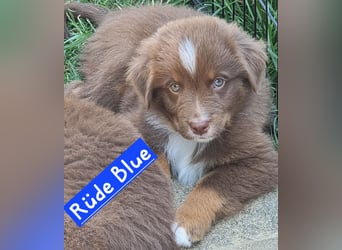 Australian Shepherd Welpen bald abgabebereit!