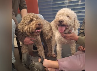 Lagotto Romagnolo Welpen mit LRWD e.V./ VDH Papieren