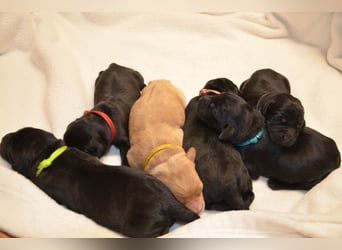 Reinrassige Labradorwelpen (Arbeitslinie)drei schwarze Mädels suchen ein schöne Zuhause