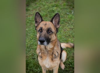Tina: Traumhund sucht Traumzuhause