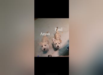 Paul