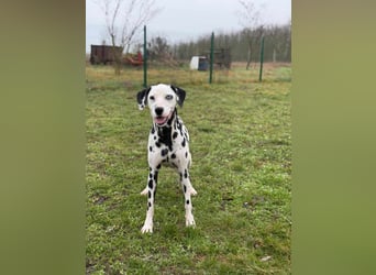 Dius, 3 Jahre, 57cm sucht ihr Körbchen
