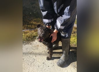 Roscon, ein fröhlicher Welpe