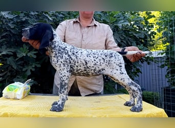 Braque d'Auvergne (Auvergne Vorstehhund) Welpe