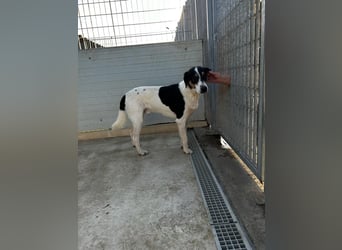 Shiro - Kuschelbär sucht seine Menschen