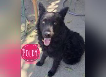 Poldy eine treue loyale