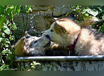 Zuchtstätte Silberglanz- C-Wurf / Alaskan Malamute Welpen - 3 Weibchen/2 Rüden