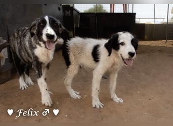 Felix und Freddie suchen absofort ein Zuhause