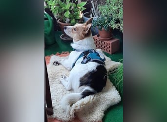 ❤️ superlieber Schmusebär BARNEY - 2,5 Jahre, 28cm/9kg - Jack-Russell-Mix ❤️