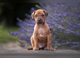 Rhodesian Ridgeback Welpen mit FCI-Ahnentafel