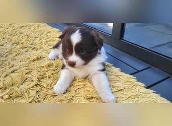 Mini Australian Shepherd Welpen