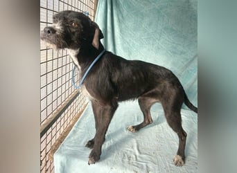 (R) ❤️ liebe Schmusemaus LUCY - 8,5 Jahre, 45cm/18kg - Schnauzer-Mix