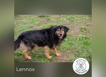Lennox: treuer Begleiter sucht Familie