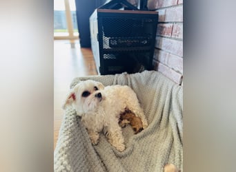 Wunderschöne Maltipoo Welpen!!! (Malteser/Zwergpudel)