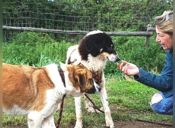 Freundlicher Peppe sucht seine Familie
