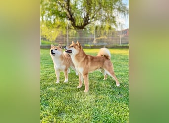 Shiba Inu puppies