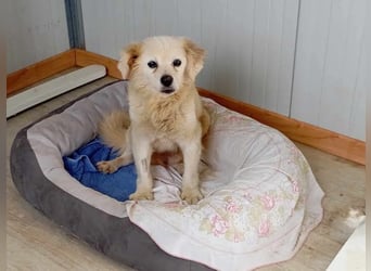 Ivan, kleiner Herzenshund, ca. 13 Jahre, ca. 36cm, ca. 9kg