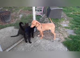 Pharaonenhund Ferhad