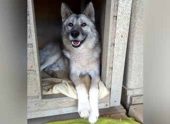 Boukis, freundlicher Schneekönig, ca. 4 Jahre, ca. 57cm, ca 19 kg