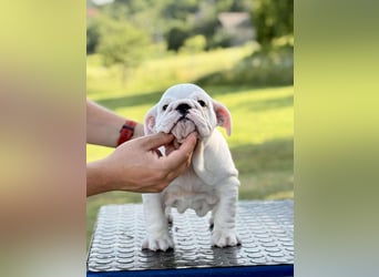 Englischen Bulldogge