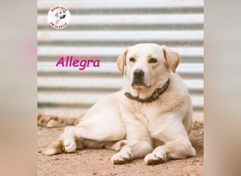 Allegra 04/2021 (in Deutschland) - sanfte, verspielte und feine Labrador Retriever Mix Dame!