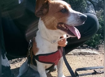 Rocco anhänglicher kleiner Rüde sucht neues Zuhause