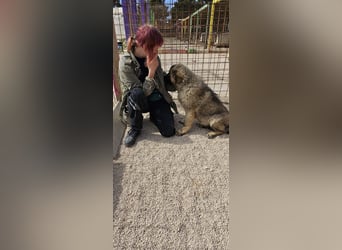 Verschmuster Jozo sucht sein Zuhause ❤️