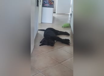 Zauberhafte Eléa sucht ihr Für-Immer-Zuhause