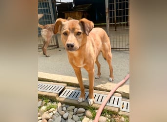SVEN – ein Senior auf der Suche nach dem Glück