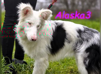 Alaska3 06/2024 (in Deutschland) - eine ganz besondere Border-Collie Hündin!
