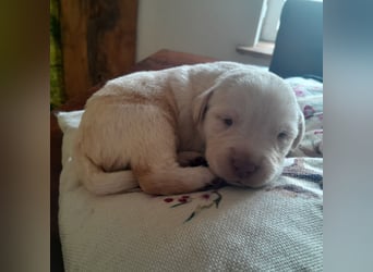 Reinrassige Labradorwelpen