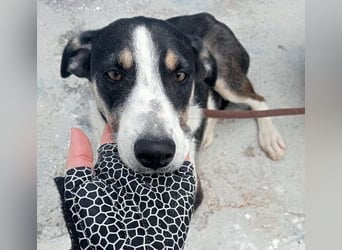 Naira, mit ihren Geschwistern Aiko und Sarabi sucht sie auch ein Körbchen