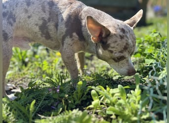 Chihuahua mix Welpen