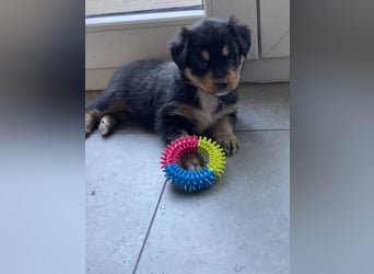 Supersüsse Australian Shepherd Welpen