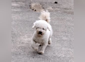 GÖMBI - LIEB UND FREUNDLICH