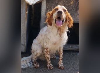 Lieber Setter ♥Luca♥ in 84513 Töging