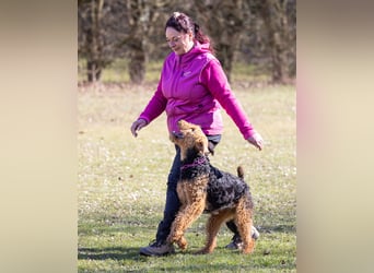 Typvolle Airedale Terrier Welpen aus Leistungszucht VDH/KfT