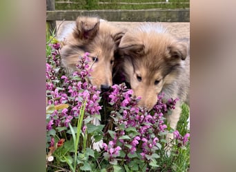 Colliewelpen im amerikanischen Typ