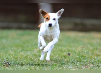 Peachy, bezaubernde Parsen Jack Russell Terrier - Mix Hündin