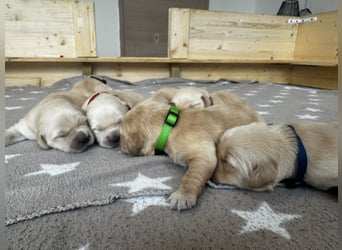 Golden Retriever Welpen mit Ahnentafel