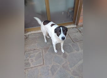 Laika - alles auf Anfang -