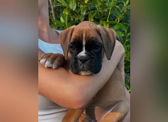 Boxerwelpen aus vorzüglicher Verpaarung
