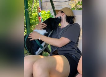 Schmusebacke Lana sucht ihre Familie ❤️
