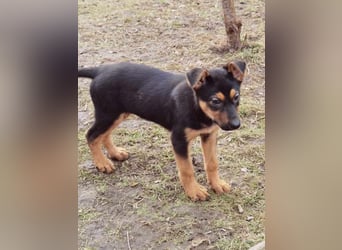 Dina sucht ein Zuhause!