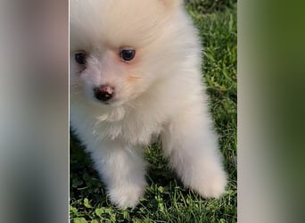 zuckersüße Pomeranianwelpen